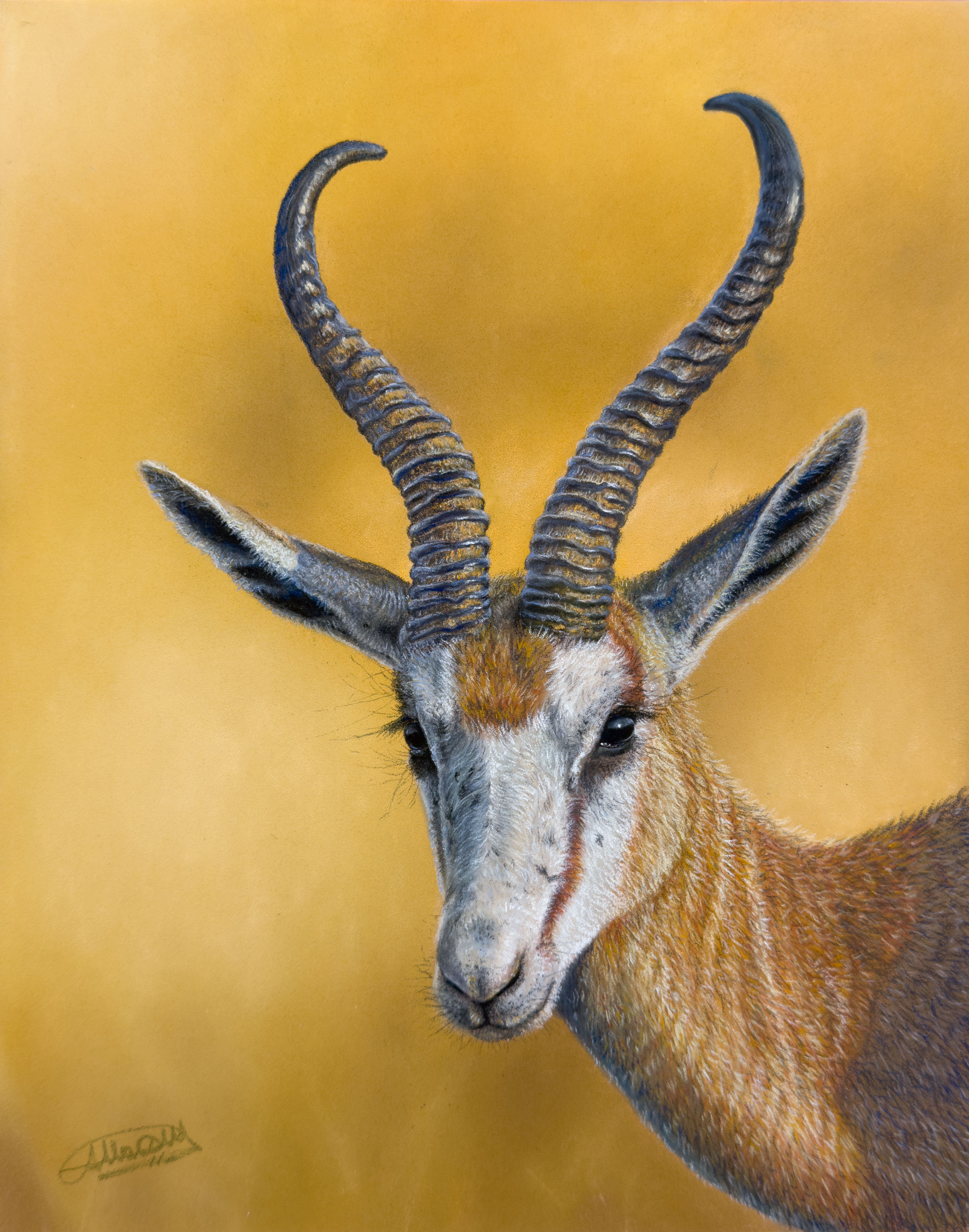 Graceful Gazelle